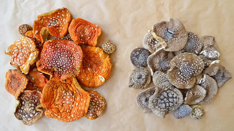 Разница между сушеными мухоморами Разница между сушеными мухоморами