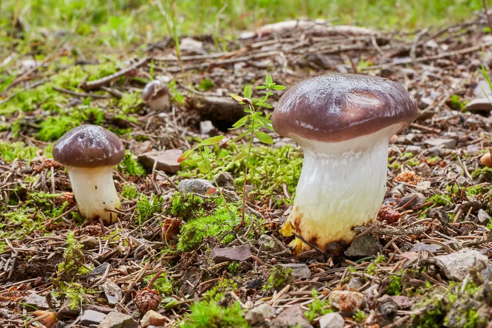 Мокруха еловая Мокруха еловая