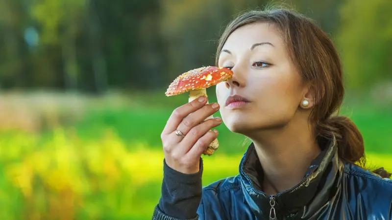 Проверьте мухомор на запах Проверьте мухомор на запах