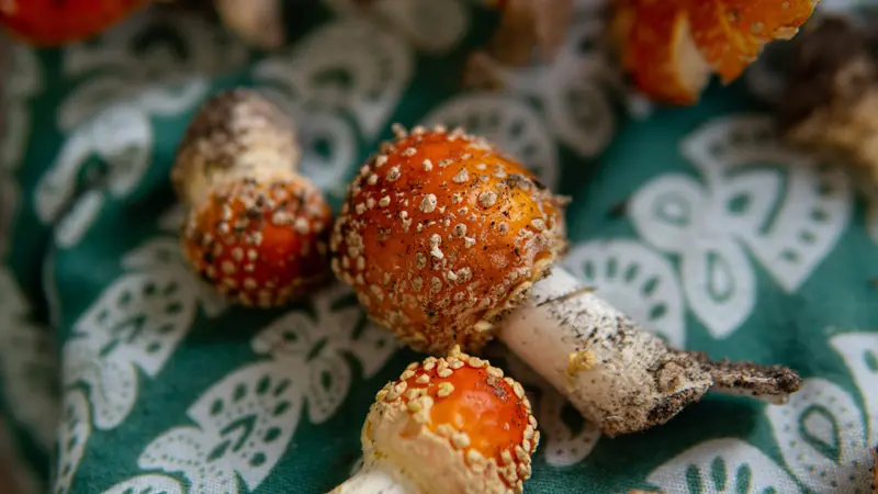 Плоды мухоморов Плоды мухоморов