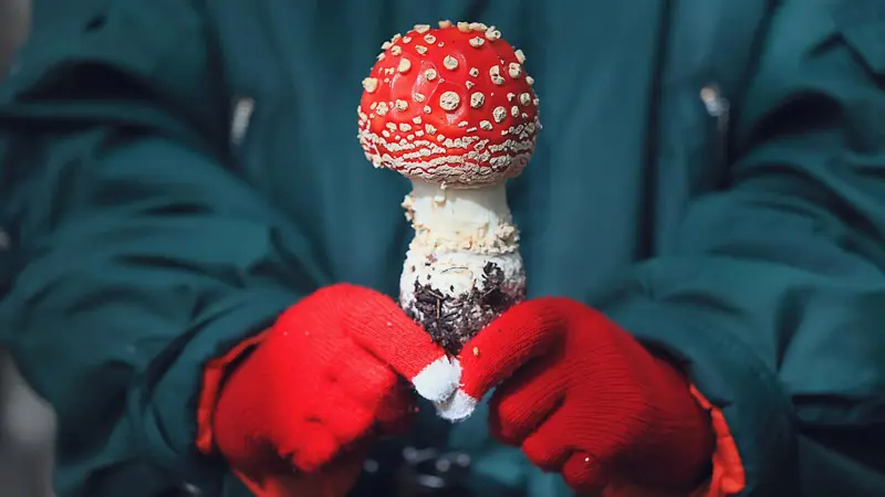 Преимущества микродозинга мухоморов Преимущества микродозинга мухоморов