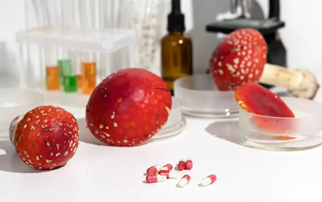 Применение мухоморов в медицине Применение мухоморов в медицине