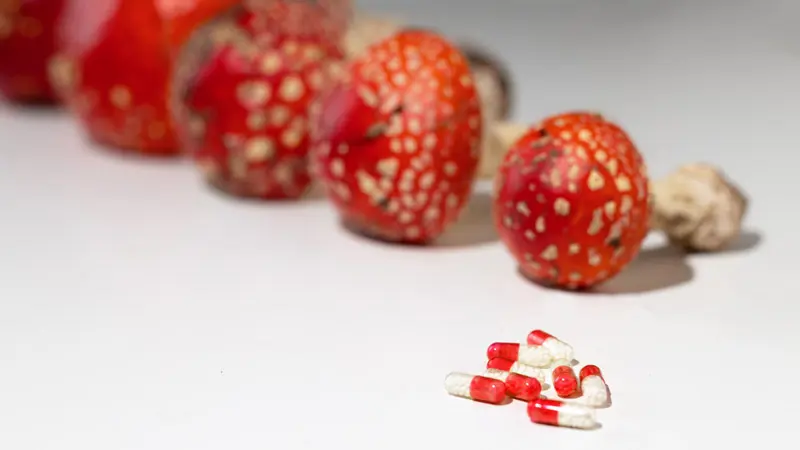 Мухоморы в капсулах Мухоморы в капсулах