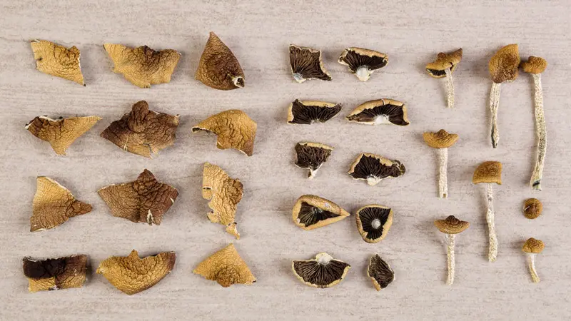 Различные грибы Различные грибы