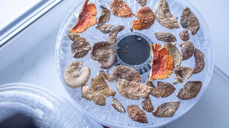 Сушка мухоморов Сушка мухоморов