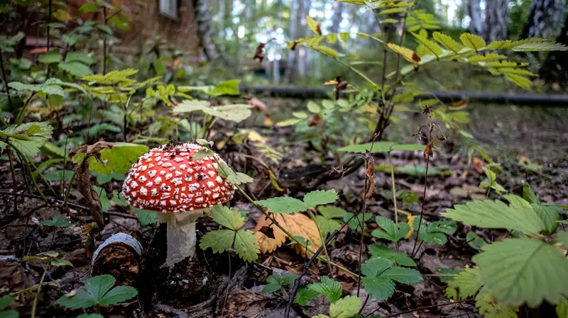 Мухомор в лесу Мухомор в лесу